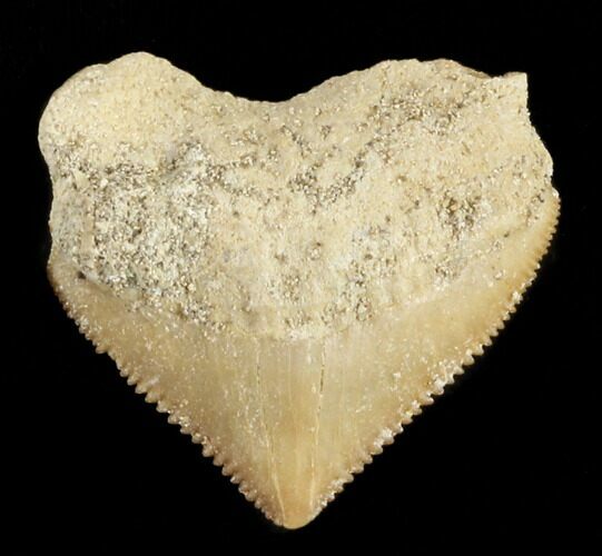 Nice Squalicorax (Crow Shark) Fossil Tooth #38420
